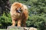 CHOW CHOW 376